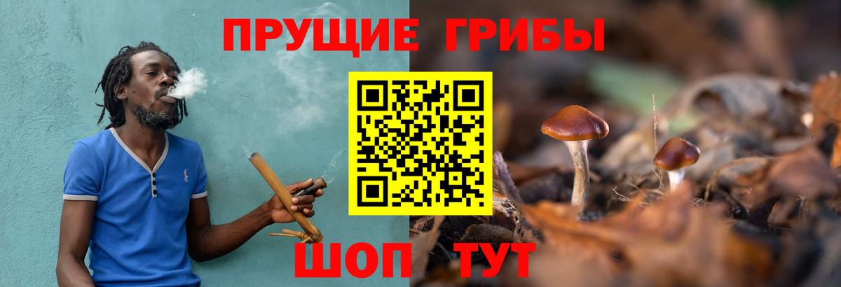 Псилоцибиновые грибы Cubensis Десногорск